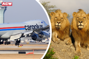 Cargolux Airlines transports two lions rescued from Ukraine